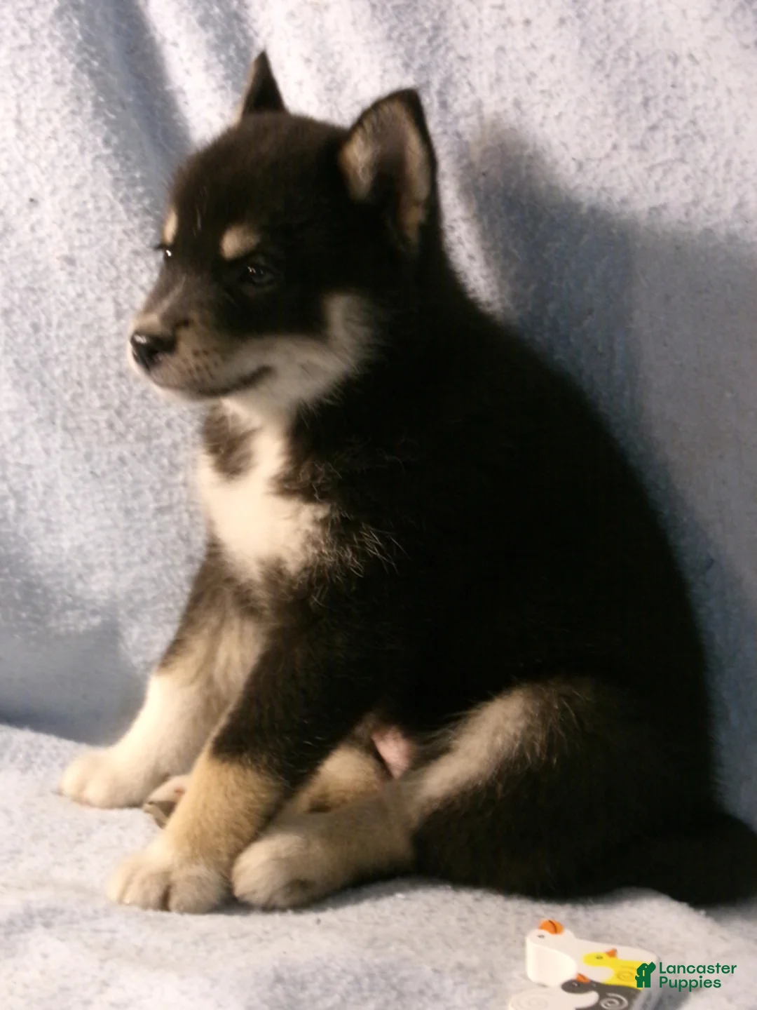 Pomsky dogs for sale: Petunia - Ad 4