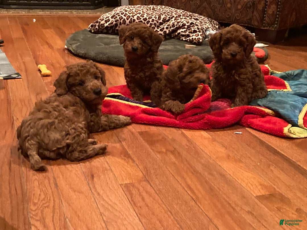 Toy Poodle dogs for sale: Toy Poodle Puppy 4 - Ad 6