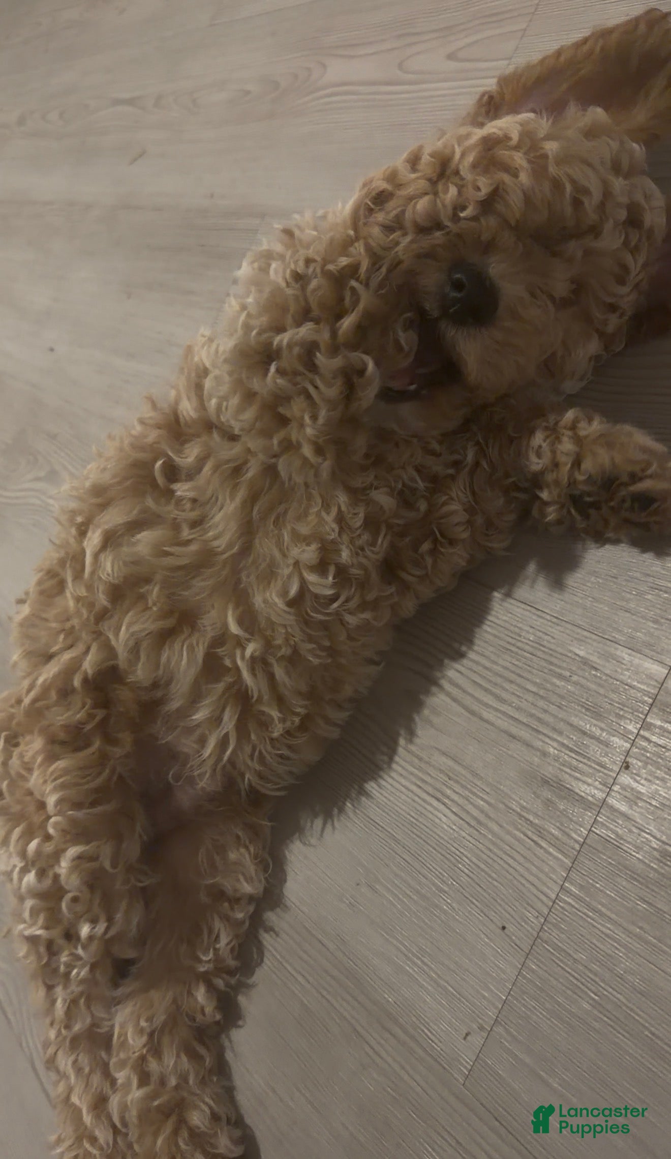 Goldendoodle dogs Male Brown - Ad 30