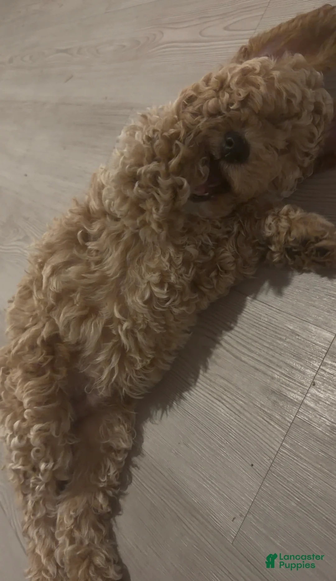 Goldendoodle dogs for sale: Male Brown - Ad 1