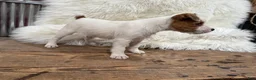 Jack Russell Terrier dogs for sale: Rea Puppy 4 - Ad 3