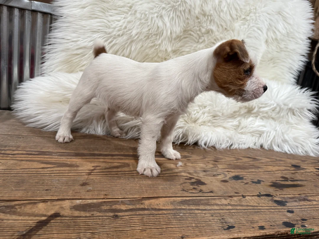 Jack Russell Terrier dogs for sale: Rea Puppy 4 - Ad 3