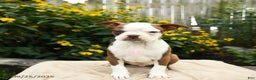 Boston Terrier dogs for sale: Marshmallow - Ad 3