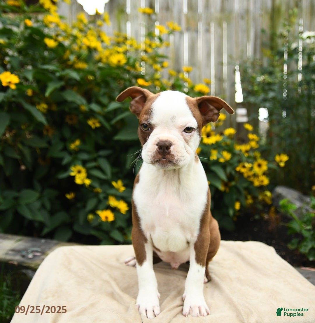 Boston Terrier dogs for sale: Marshmallow - Ad 3