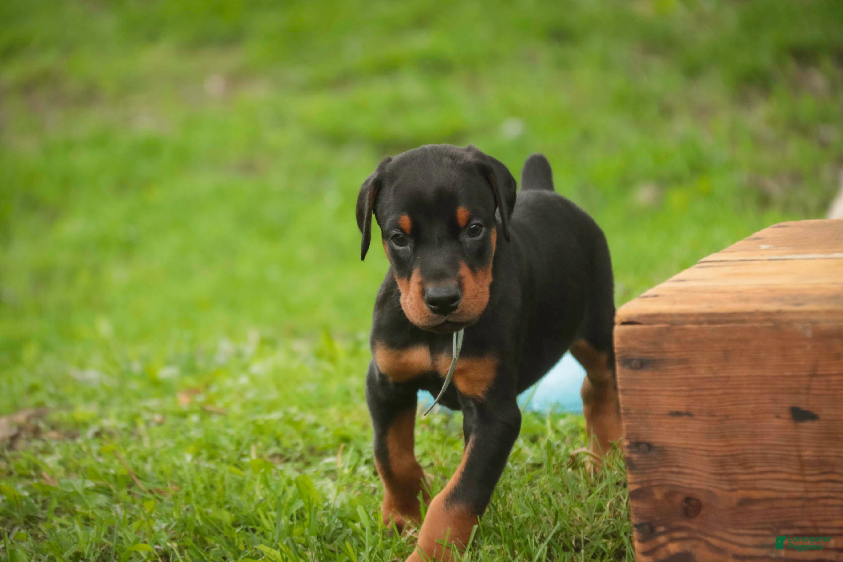 Doberman Pinscher dogs for sale: Cedric - Ad 9