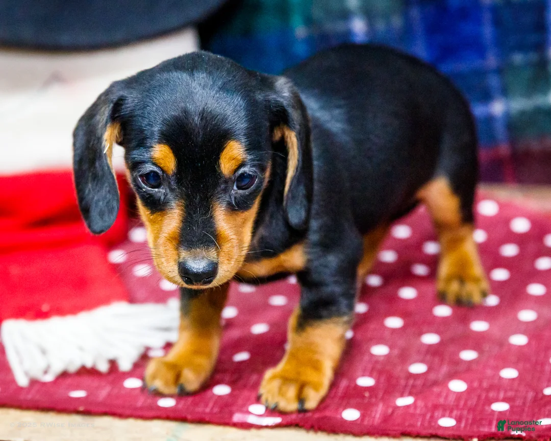 Miniature Dachshund dogs for sale: Annie - Ad 4