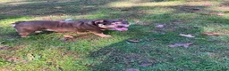 American Bulldog dogs for sale: American Bulldog 1 - Ad 3