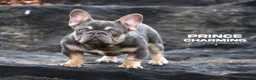 French Bulldog dogs for sale: Blossom - Ad 5