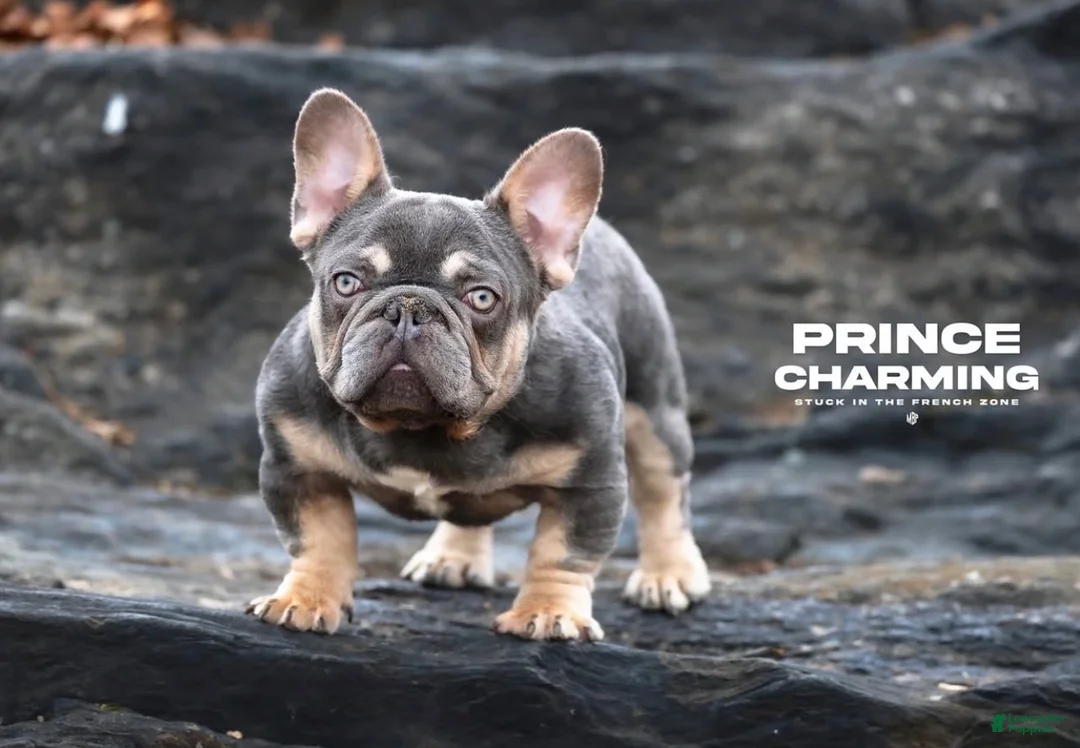 French Bulldog dogs for sale: Blossom - Ad 5