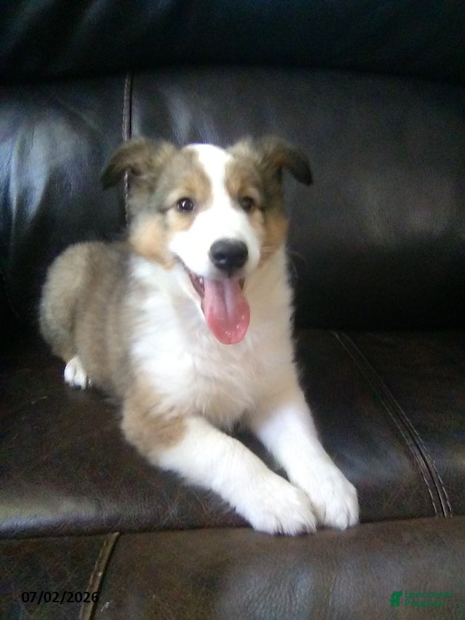 Shetland Sheepdog dogs Carter - Ad 1