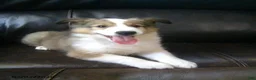 Shetland Sheepdog dogs for sale: Carter - Ad 1