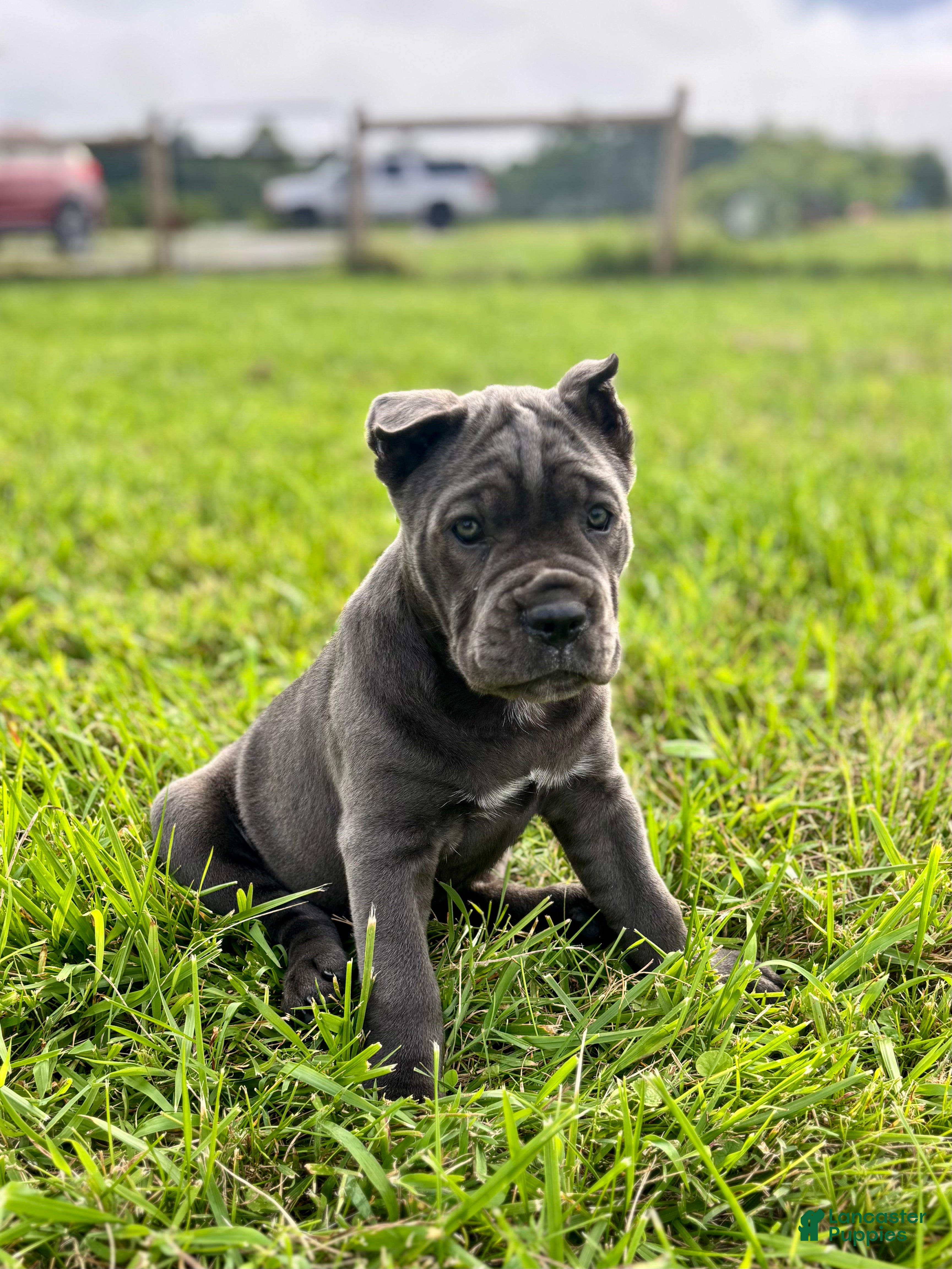 Cane Corso dogs Rianna - ICCF Registered Cane Corso Italian Mastiff - Ad 2