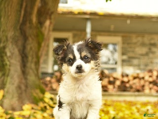 Chihuahua dogs Andy - Ad 4