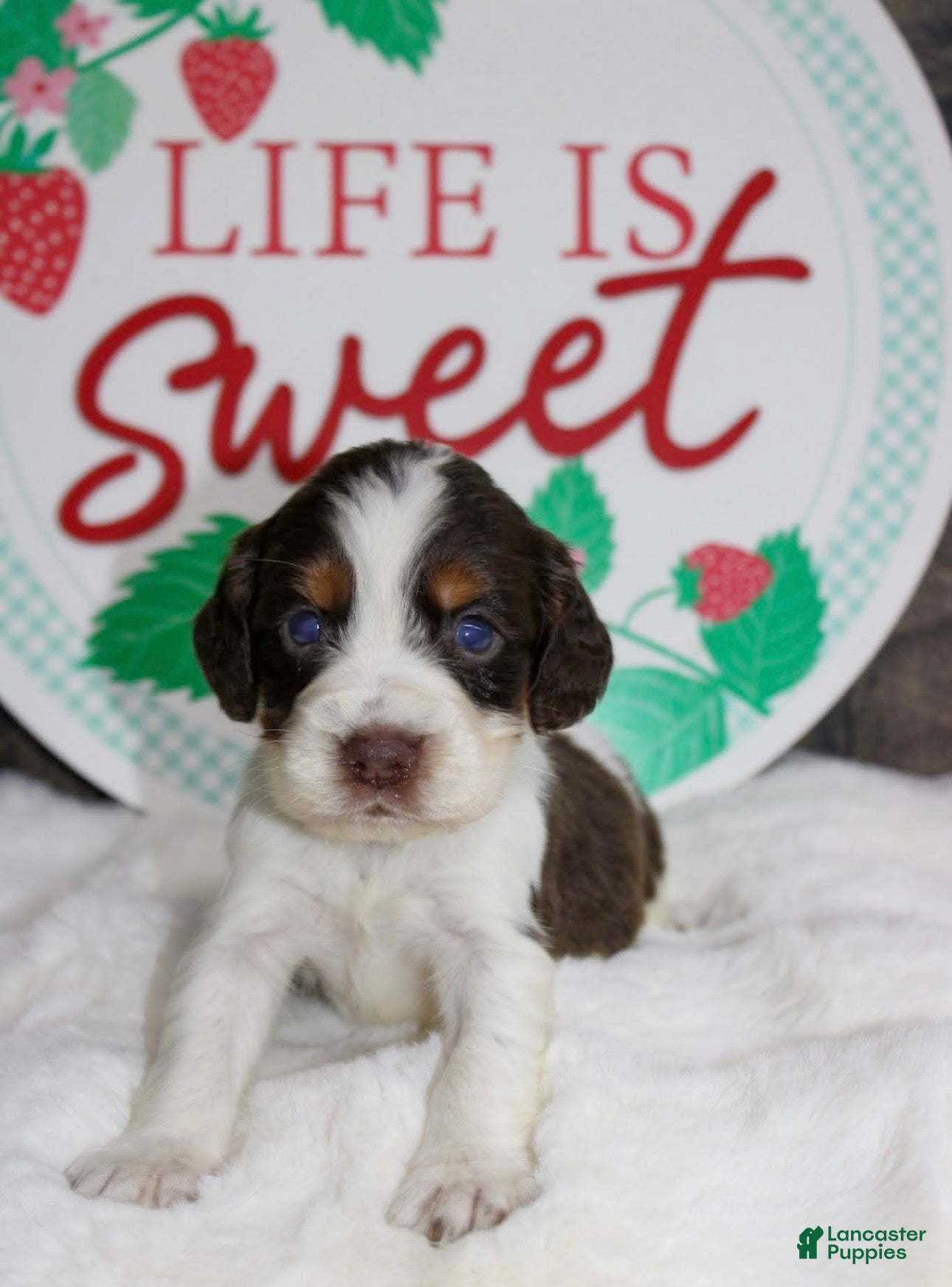 English Springer Spaniel dogs Calamity  - Ad 2