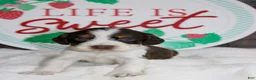English Springer Spaniel dogs for sale: Calamity  - Ad 2