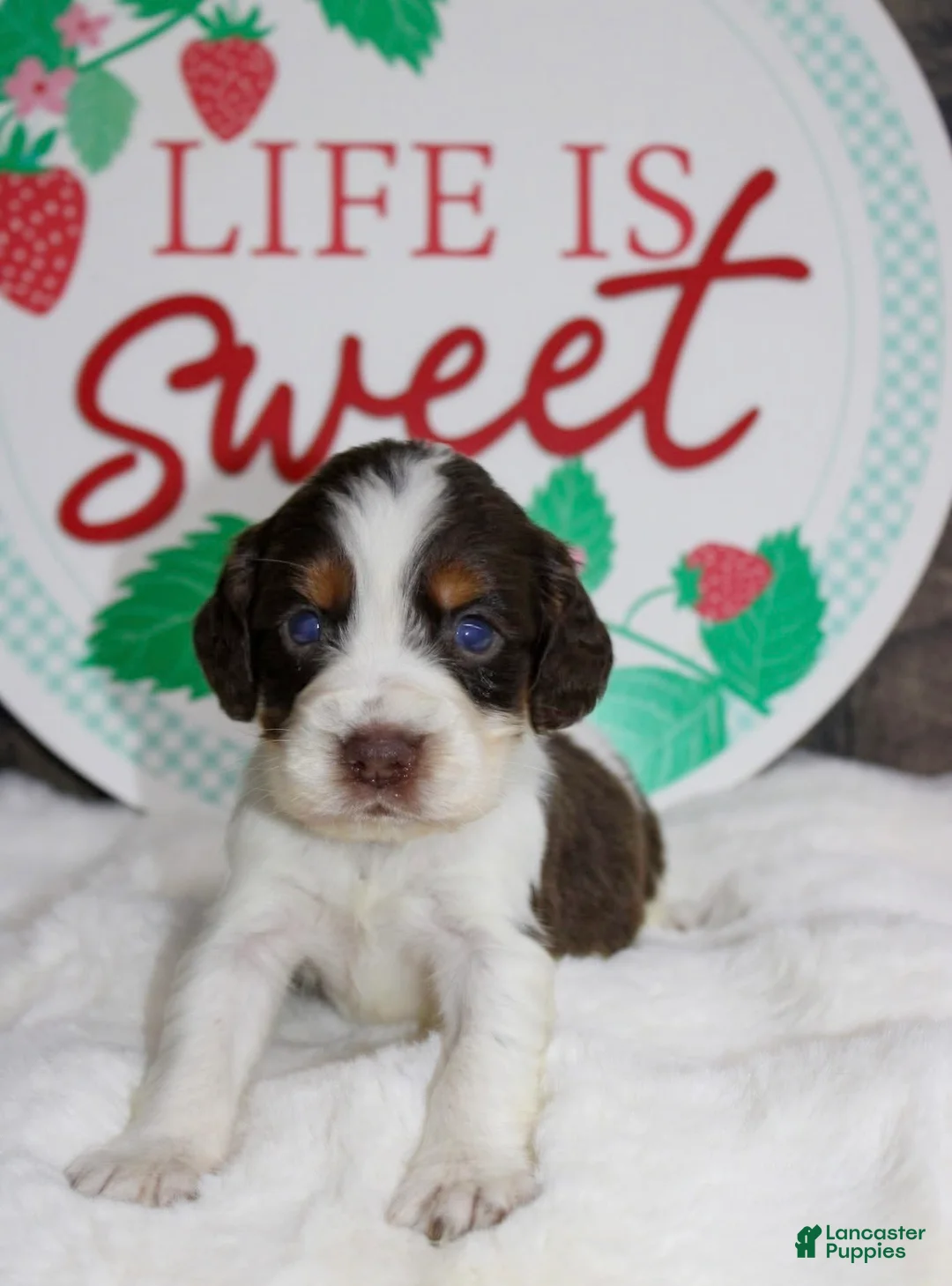 English Springer Spaniel dogs for sale: Calamity  - Ad 2