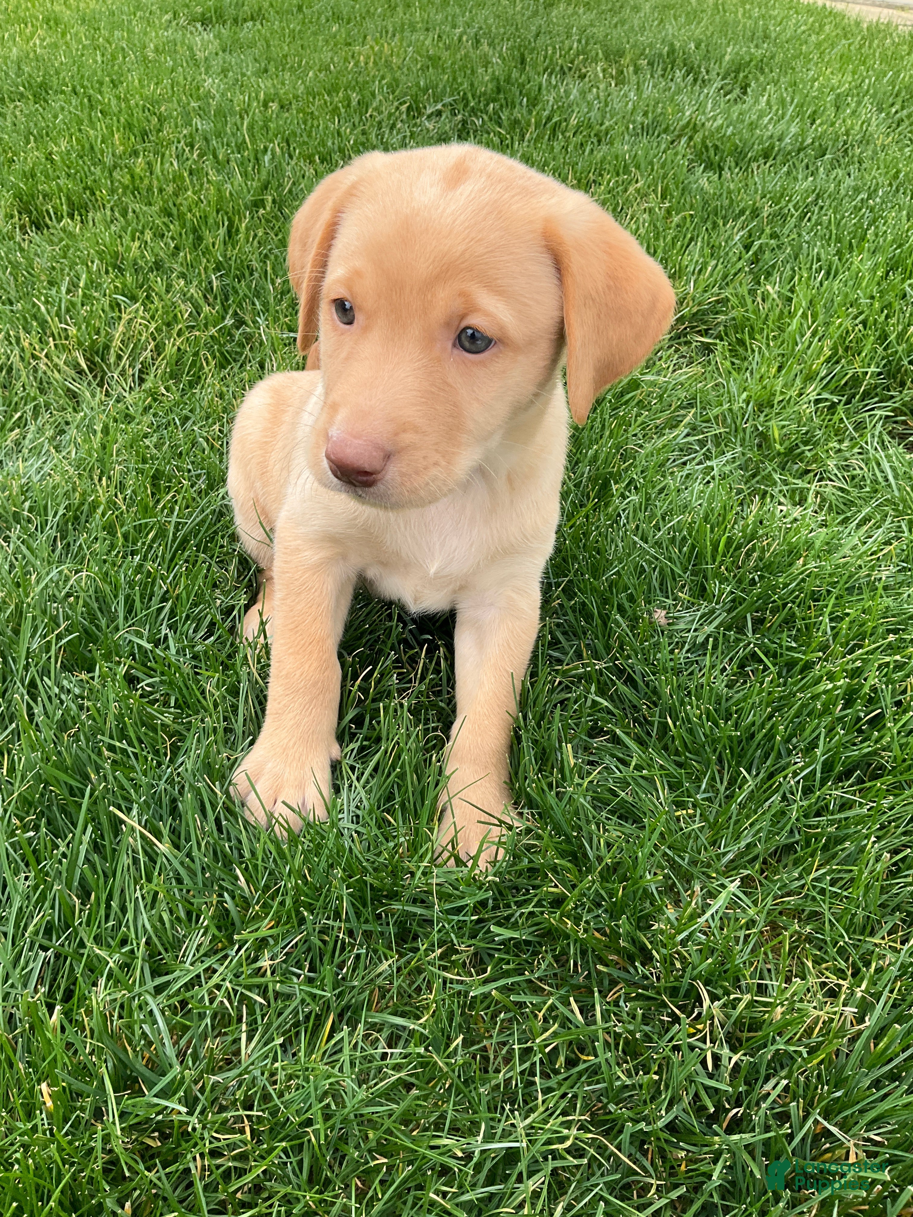 Labrador Retriever dogs Bella - Ad 2