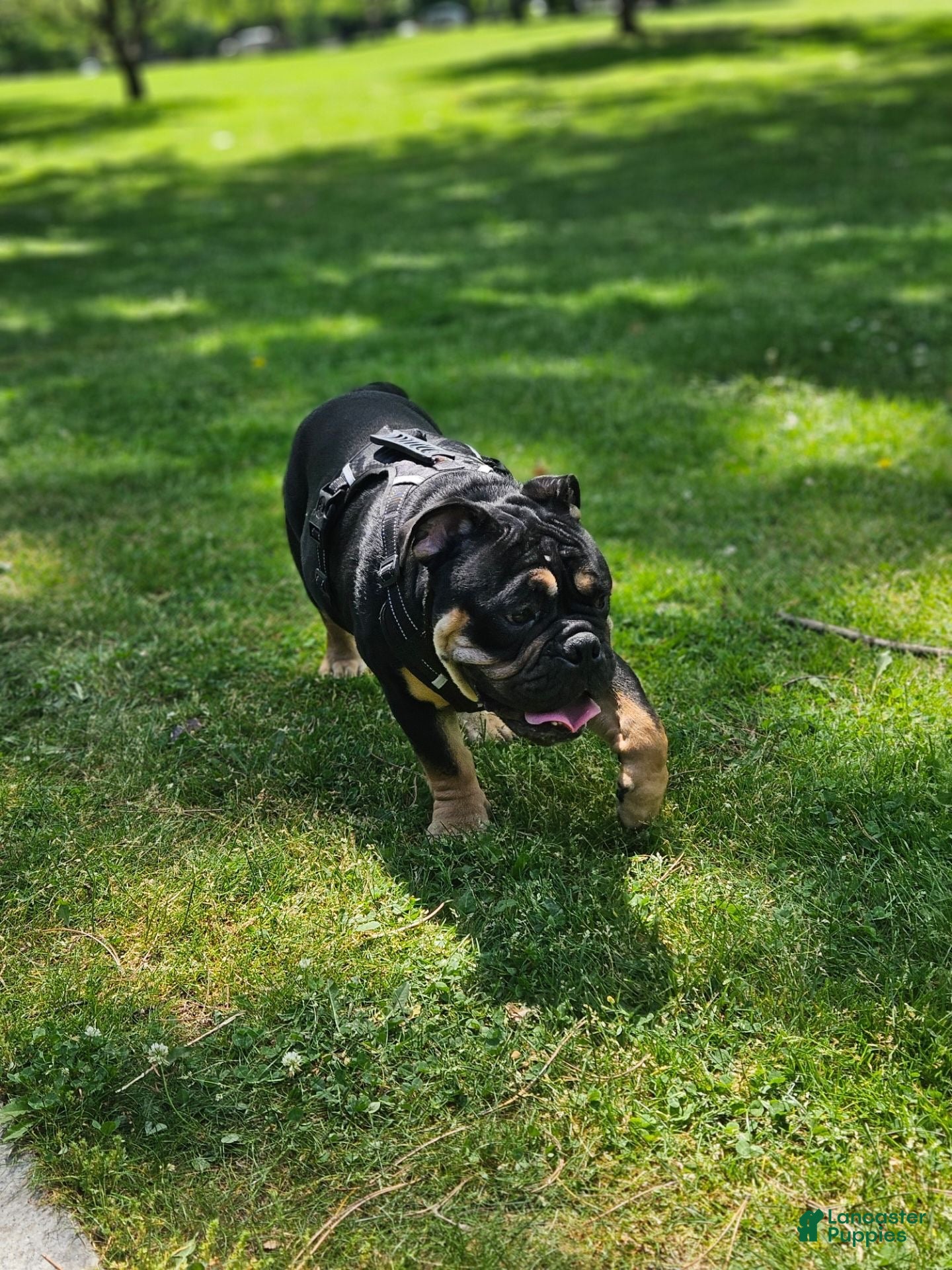 English Bulldog dogs for stud: Miniature English bulldog - Ad 1