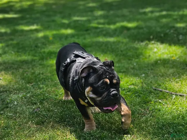 English Bulldog dogs for stud: Miniature English bulldog - Ad 1