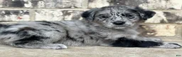 Mixed Breed dogs for sale: Merle Female 2 - Ad 2
