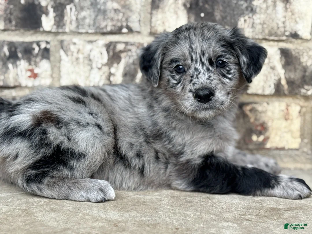 Mixed Breed dogs for sale: Merle Female 2 - Ad 2