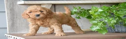 Mini Goldendoodle dogs for sale: Bailey - Ad 4