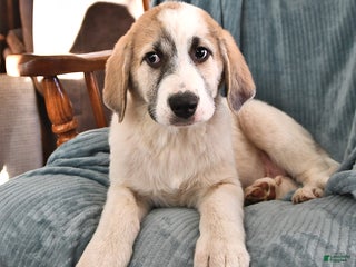 Mixed Breed dogs - Ad 7