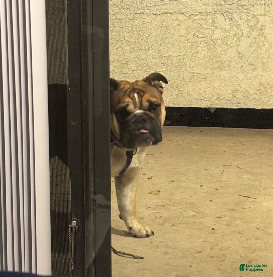 English Bulldog dogs English Bulldog Puppy 1 - Ad 4