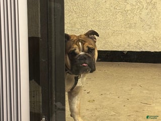 English Bulldog dogs English Bulldog Puppy 1 - Ad 4