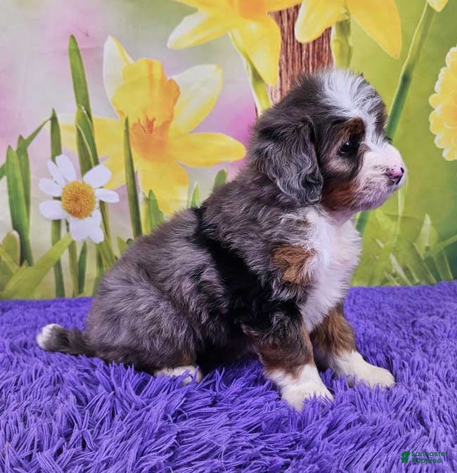 Mini Bernedoodle dogs Serenity - Ad 2
