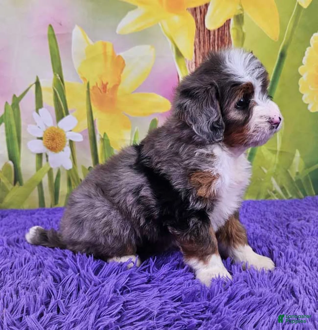 Mini Bernedoodle dogs for sale: Serenity - Ad 2
