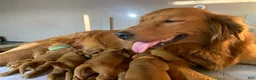 Golden Retriever dogs for sale: Azlan - Ad 9