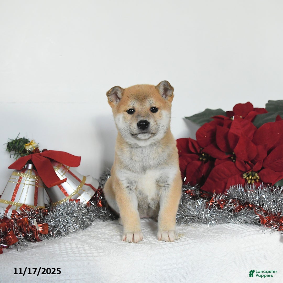 Shiba Inu dogs for sale: Goldie - Ad 5