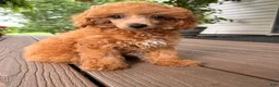 Toy Poodle dogs for sale: Mika - Ad 5