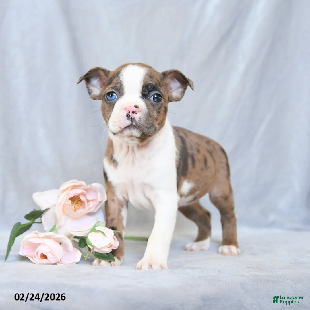 Boston Terrier dogs for sale: Fern - Ad 3