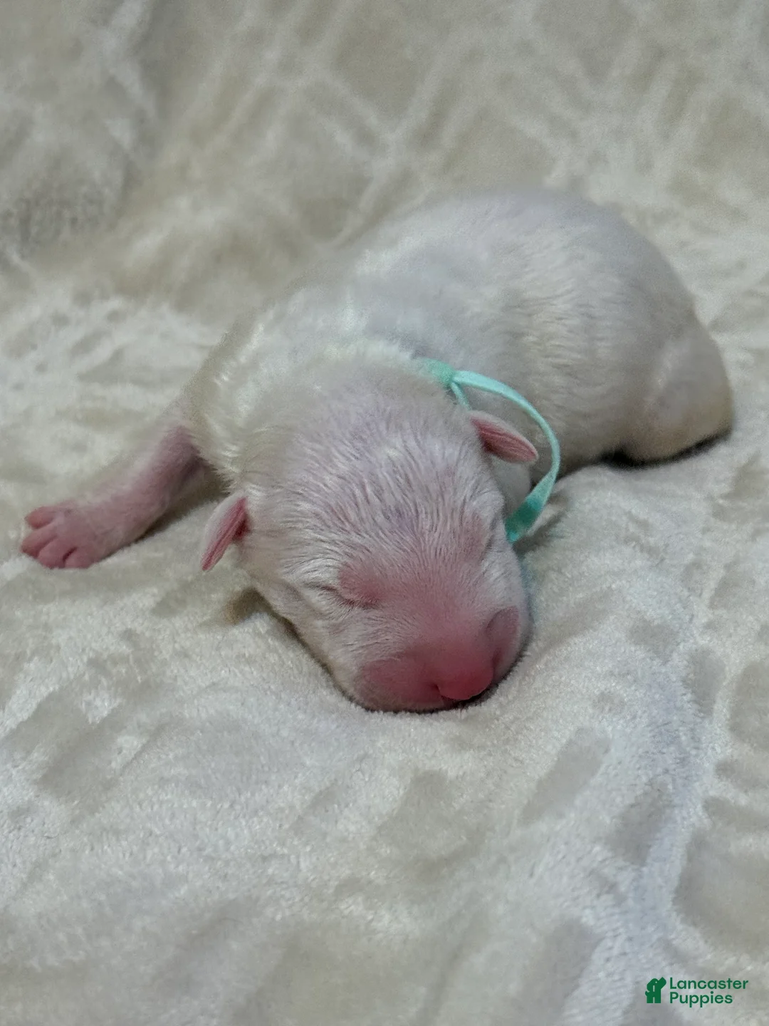 Bull Terrier dogs for sale: BOY 9 - Ad 2