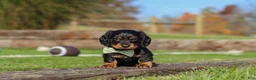 Miniature Dachshund dogs for sale: Leo - Ad 6