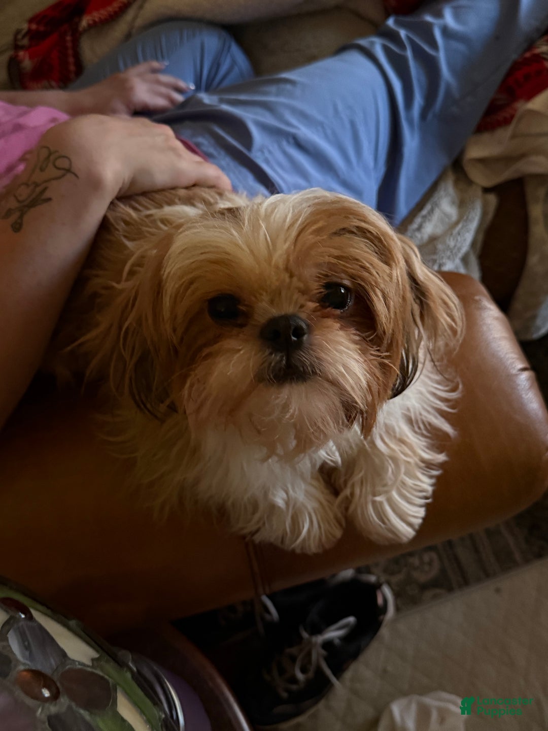 Shih Tzu dogs for sale: Shih Tzu Puppy 1 - Ad 15