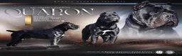 Cane Corso dogs for sale: Cane Corso 1 - Ad 6