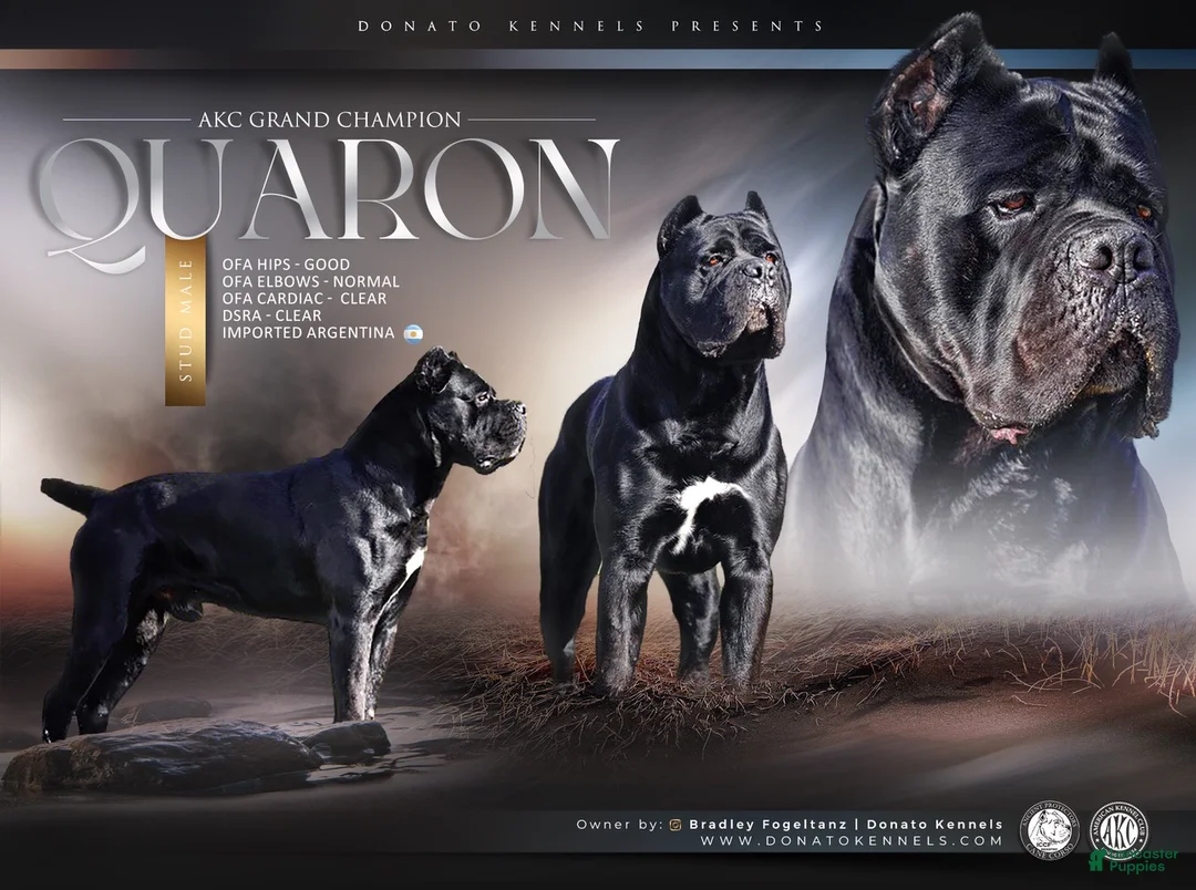 Cane Corso dogs for sale: Cane Corso 1 - Ad 6