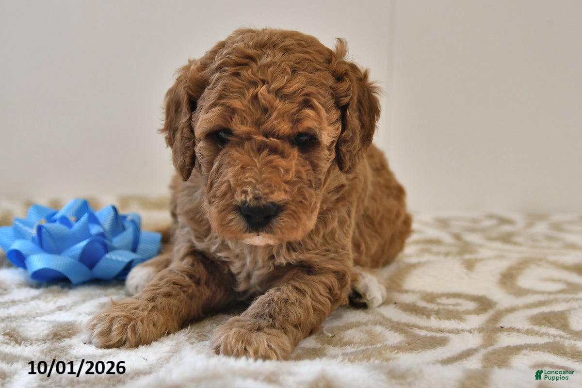 Mini Goldendoodle dogs Benson - Ad 2