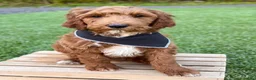 Irish Doodle dogs for sale: Cody - Ad 11