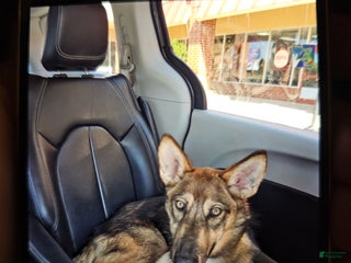 Mixed Breed dogs - Ad 2