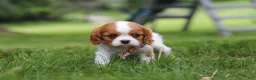 Cavalier King Charles Spaniel dogs for sale: Banks - Ad 7