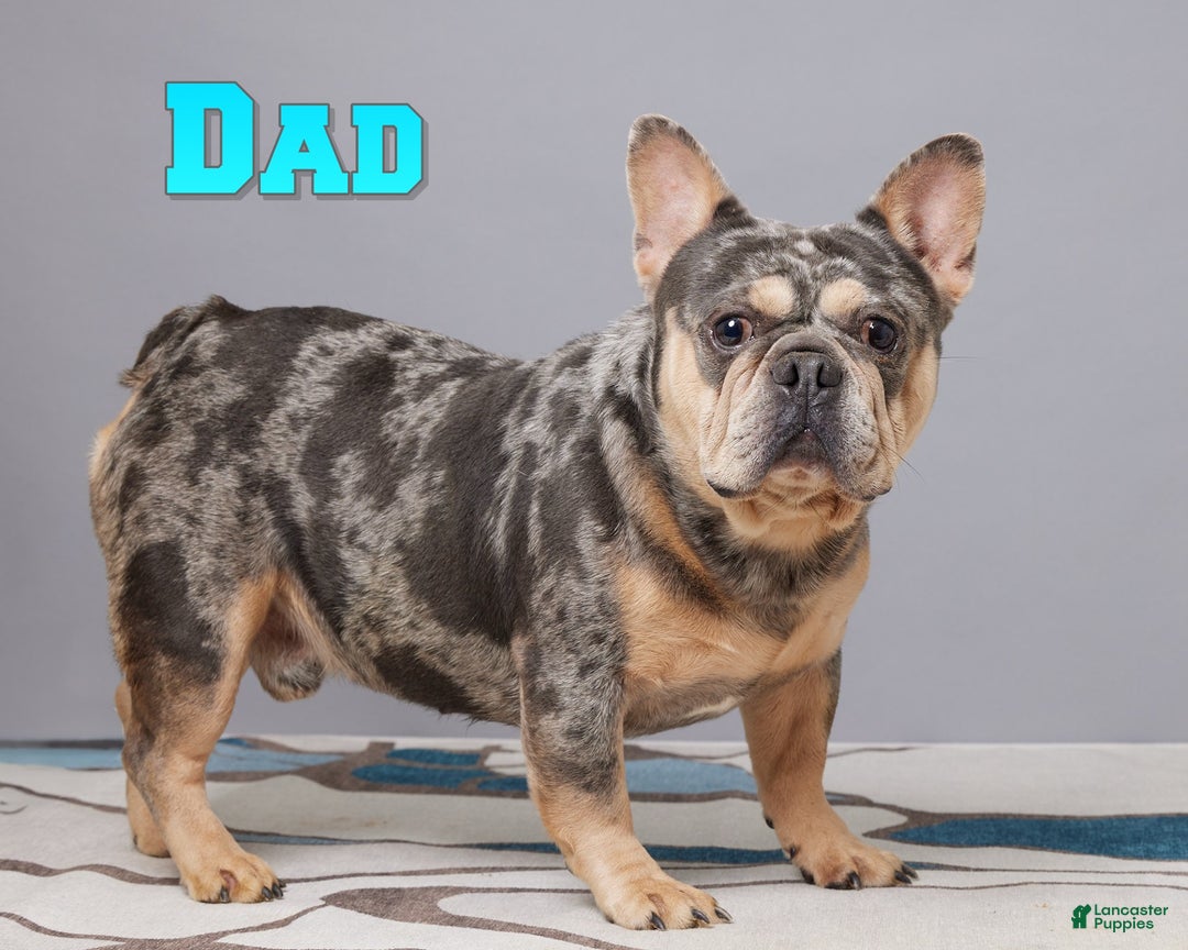 French Bulldog dogs for sale: Snowflake - Ad 8