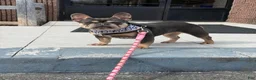French Bulldog dogs for sale: Sadie French Bulldog 3 - Ad 7