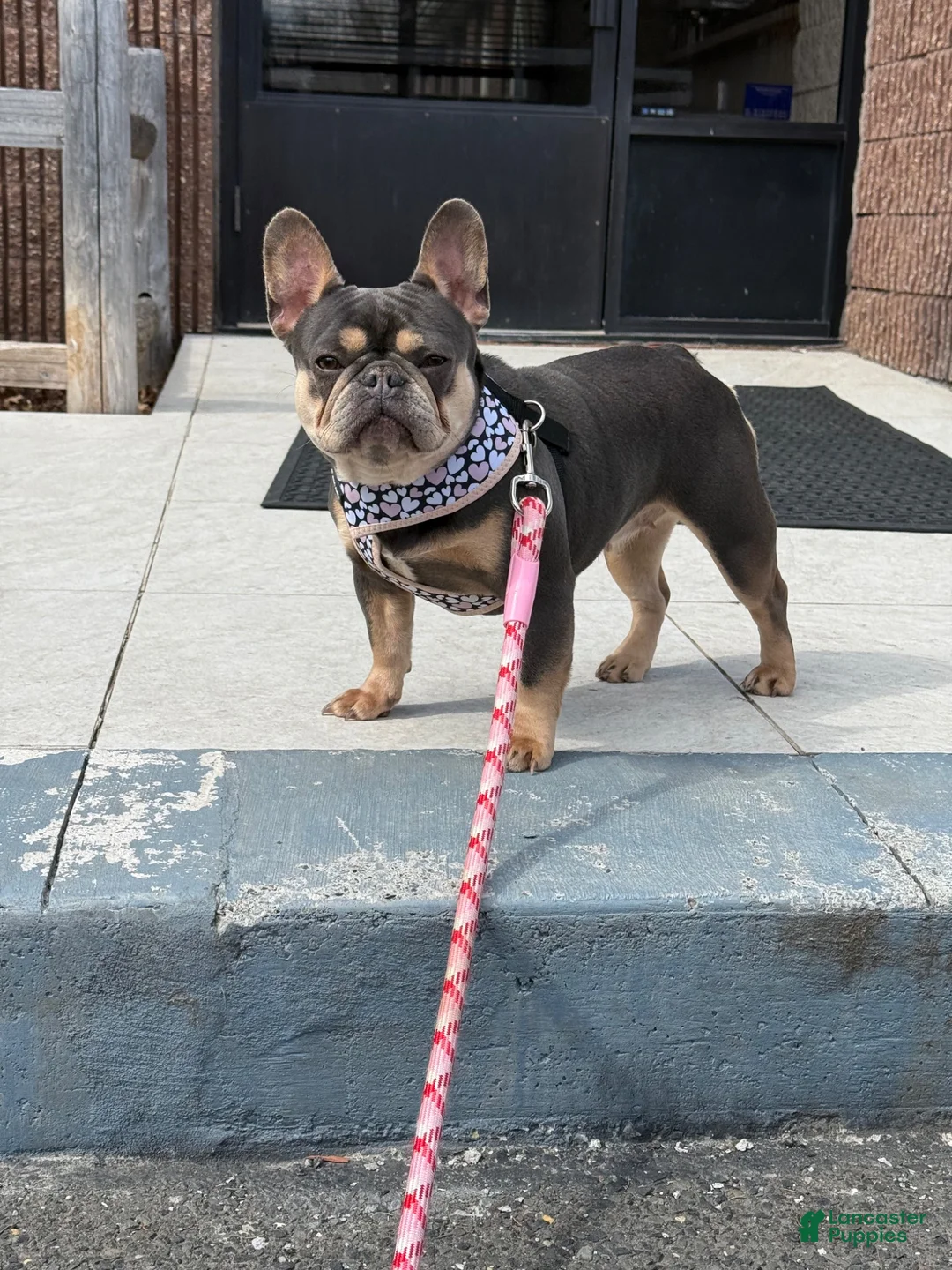 French Bulldog dogs for sale: Sadie French Bulldog 3 - Ad 7