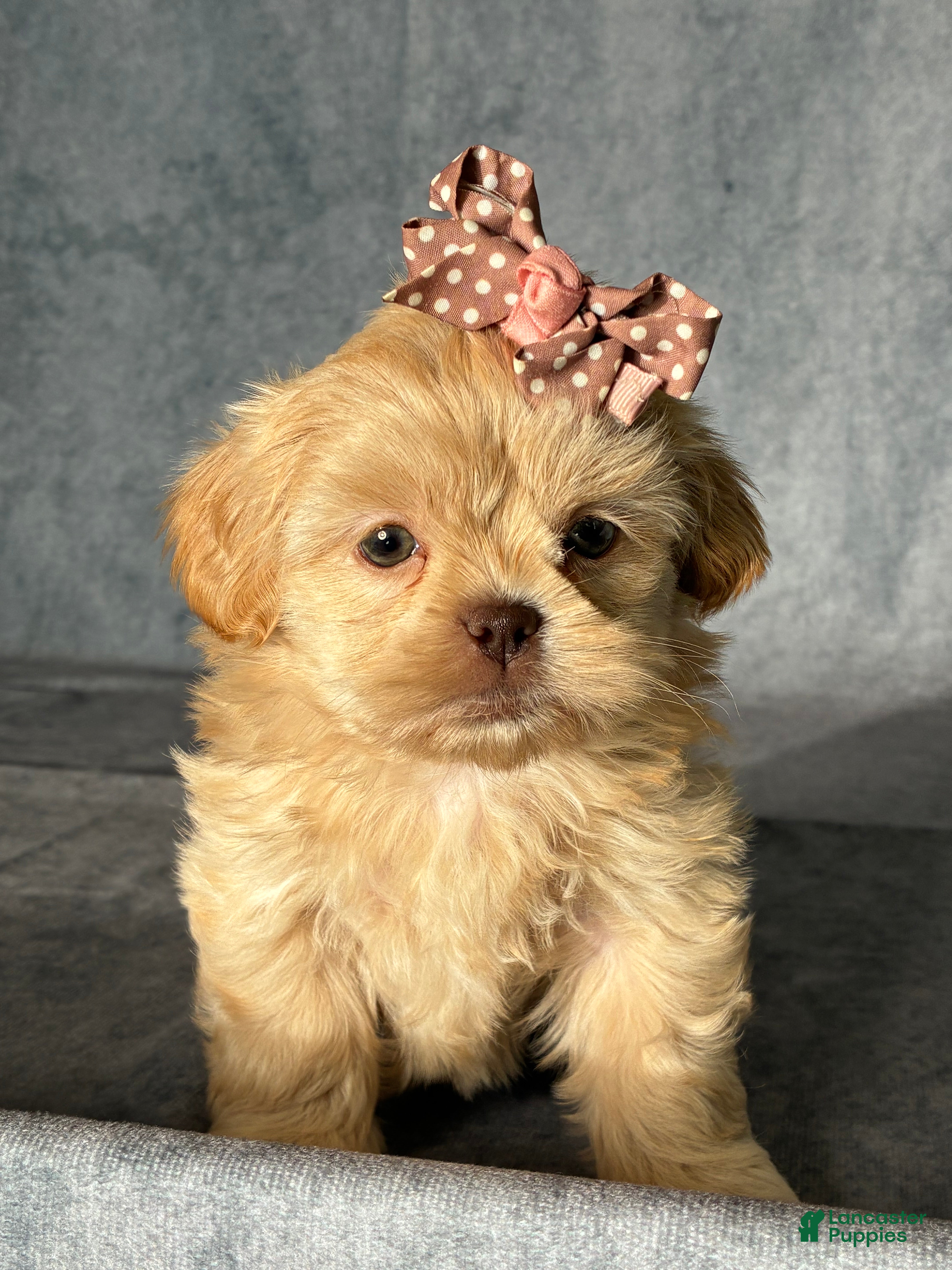 Shih Tzu dogs Nina - Ad 2