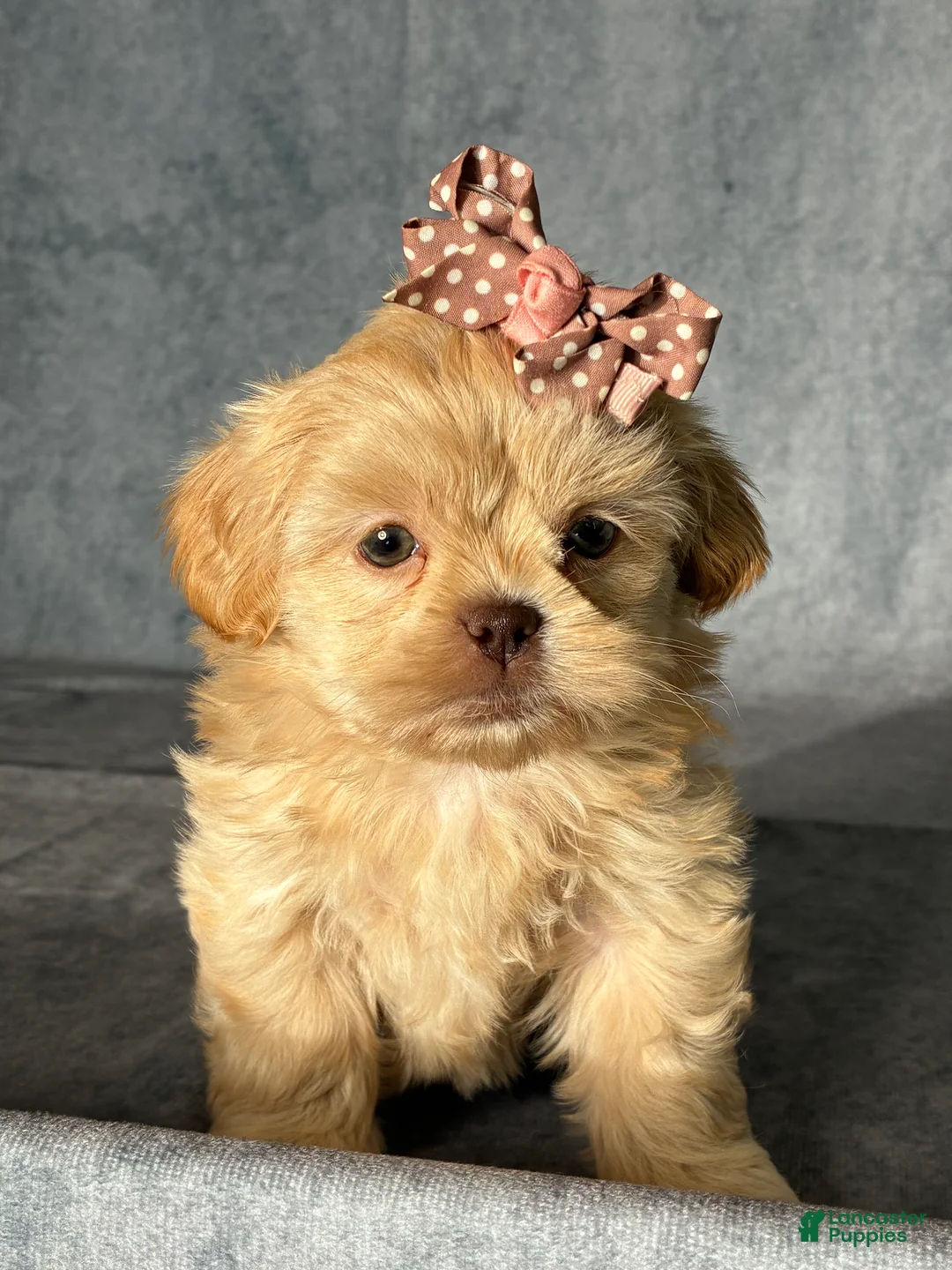 Shih Tzu dogs for sale: Nina - Ad 2