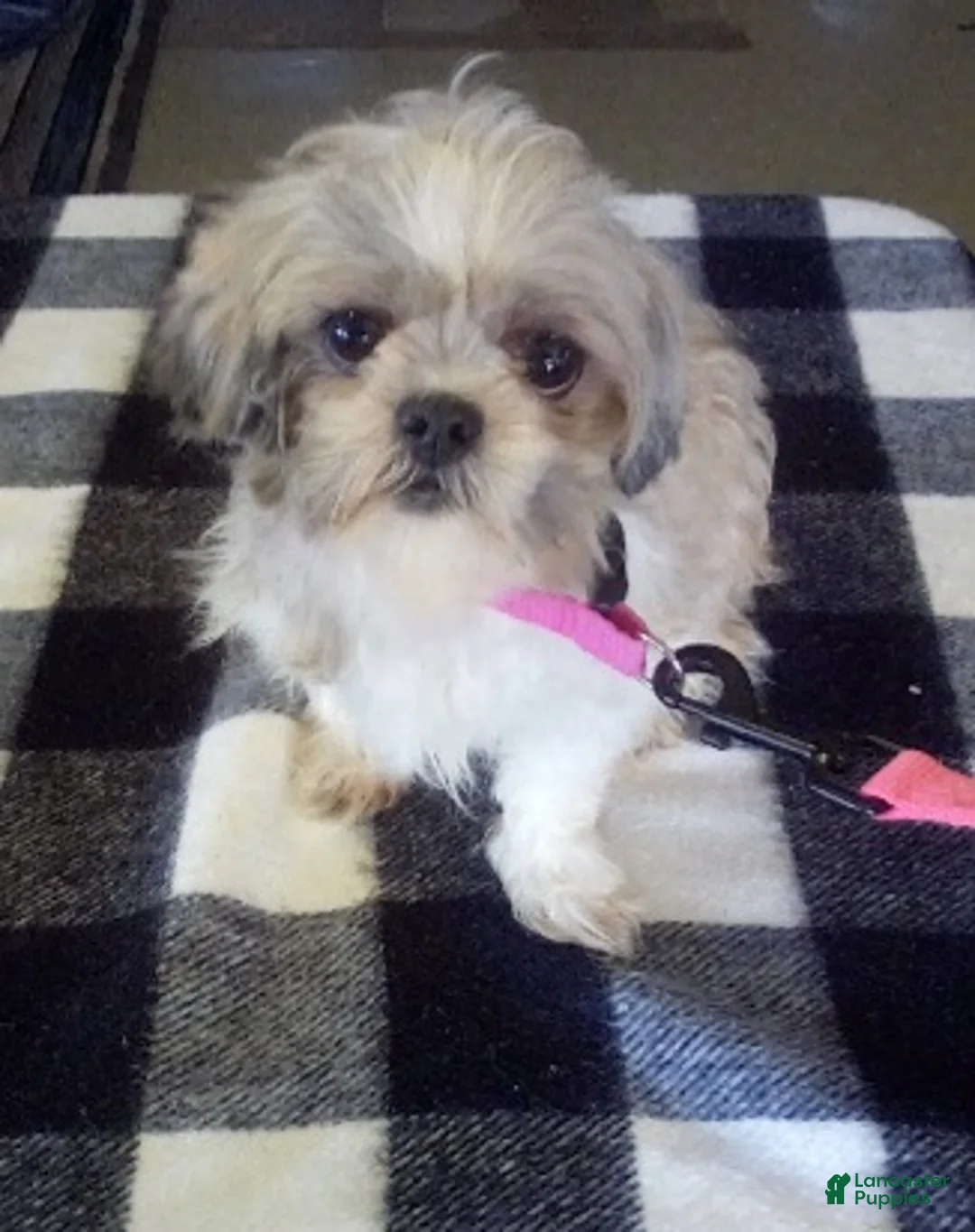 Teddy Bear dogs for sale: Ellie - Ad 10